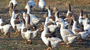 От утре започва приемът на заявления за хуманно отношение към птици